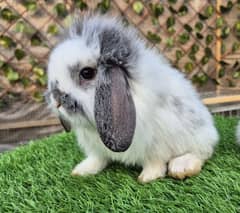 Imported Lops Rabbits Bunnies