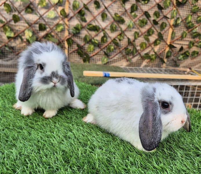 Imported Lops Rabbits Bunnies 1