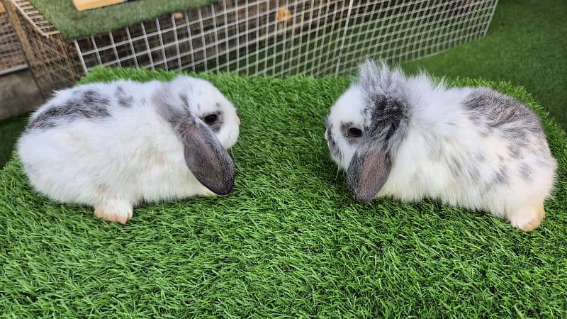 Imported Lops Rabbits Bunnies 3