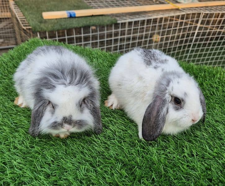 Imported Lops Rabbits Bunnies 4
