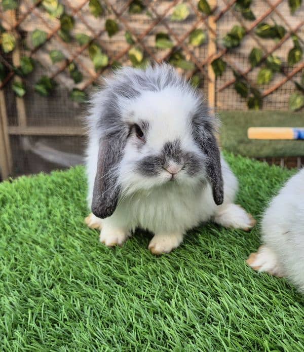 Imported Lops Rabbits Bunnies 5