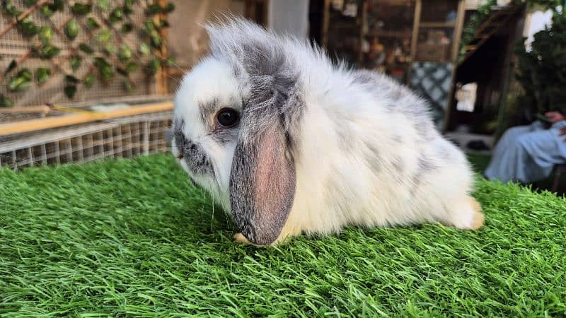 Imported Lops Rabbits Bunnies 6