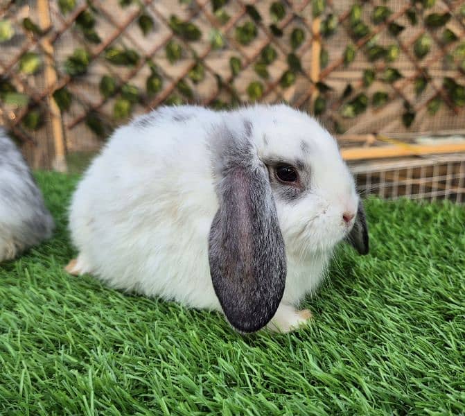 Imported Lops Rabbits Bunnies 8