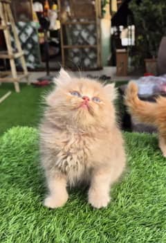 Pure Persian Triple Coat Kitten