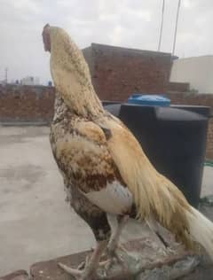 shajra aseel murgha chick