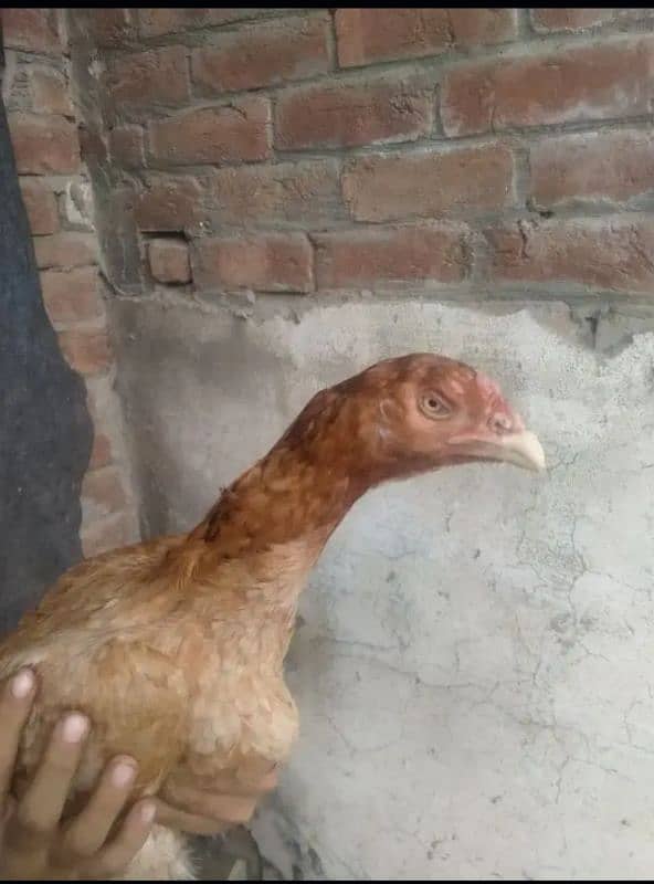 shajra aseel murgha chick 1