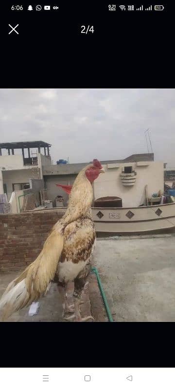 shajra aseel murgha chick 3