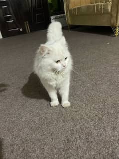 Persian male cat