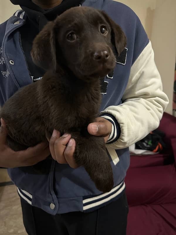 Choclate Brown Female available for sale 0