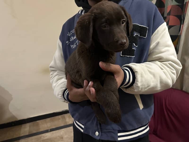 Choclate Brown Female available for sale 3