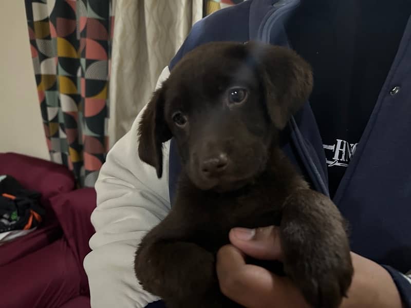 Choclate Brown Female available for sale 4