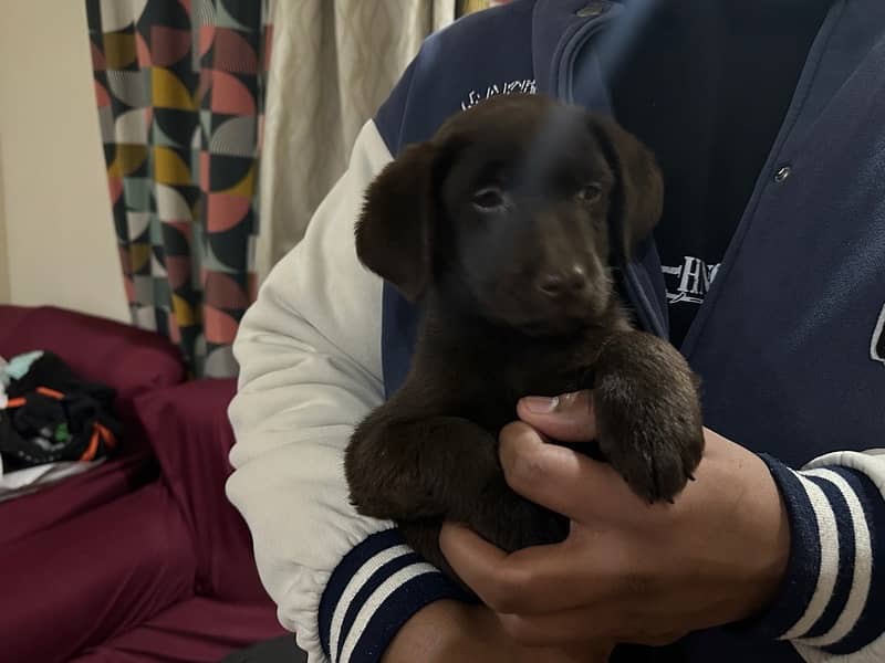 Choclate Brown Female available for sale 8