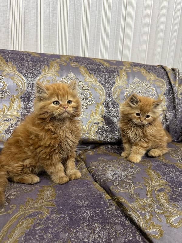 Pure Persian Cat Pair | Single 0