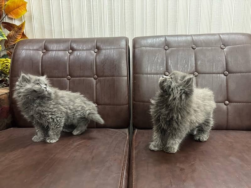 Pure Persian Cat Pair | Single 2