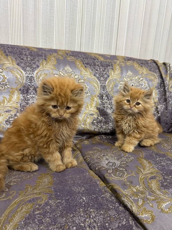 Pure Persian Cat Pair | Single 3