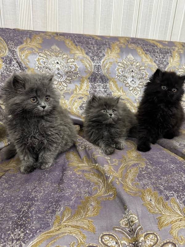 Pure Persian Cat Pair | Single 4