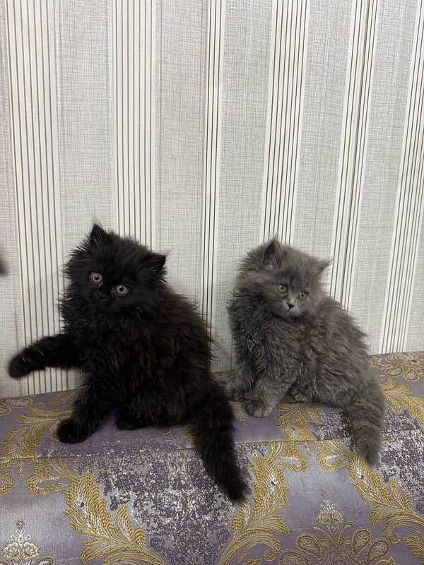 Pure Persian Cat Pair | Single 5