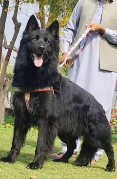 important blood lines show quality Gsd male 13 month for sale confirm