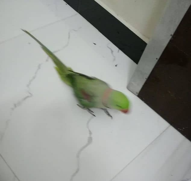 Raw parrot 0