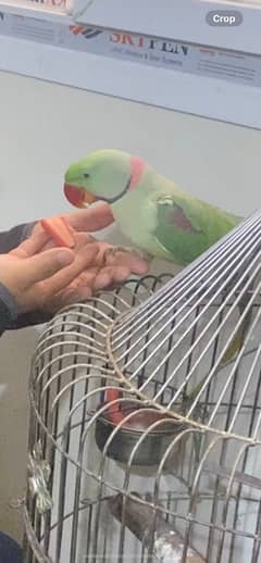 Raw parrot Hand tamed parrot urgent sale