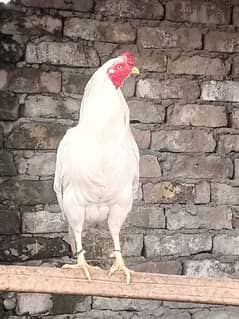 pure aseel heera blood line fresh eggs available 03475596257