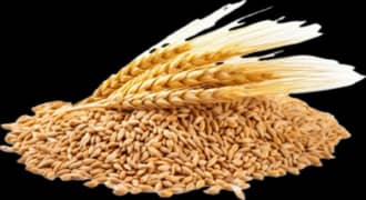 wheat gandum 400 man available