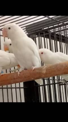 Damaka offer love birds for sale 750 par pice