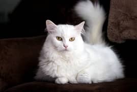 Russian Female cat like persian available and