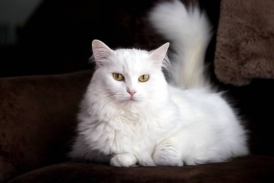 Russian Female cat like persian available and 0