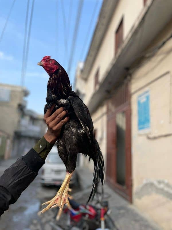 لاثانی خون میں سے بنا ہوا خوبصورت اور مضبوط مرغا 1