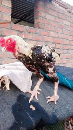 Aseel Jawa