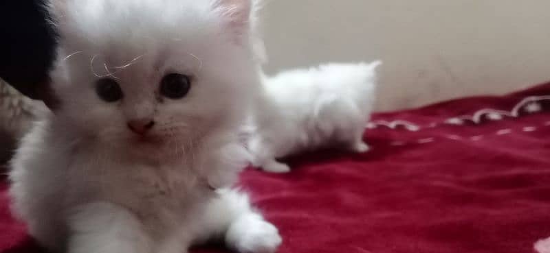 Persian Kittens | Persian Cats | Cats | Cats for Sale | Punch Face 1