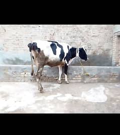 khangar cow for sale