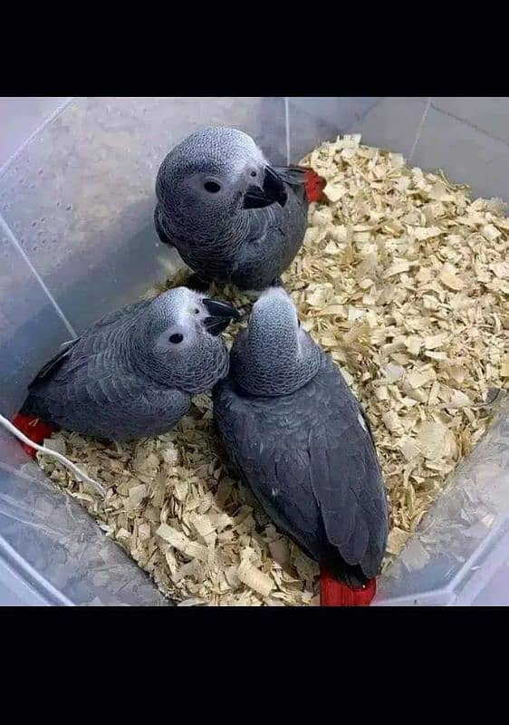 African grey parrot chicks for sale Whatsapp number 03351141179 1