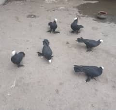 Black mukki all pigeon for sale price 12500 fix detail description mai