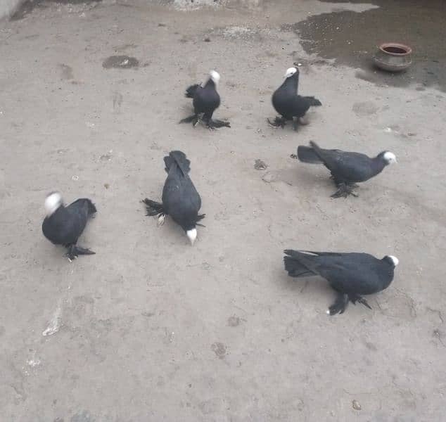 Black mukki all pigeon for sale price 12500 fix detail description mai 0