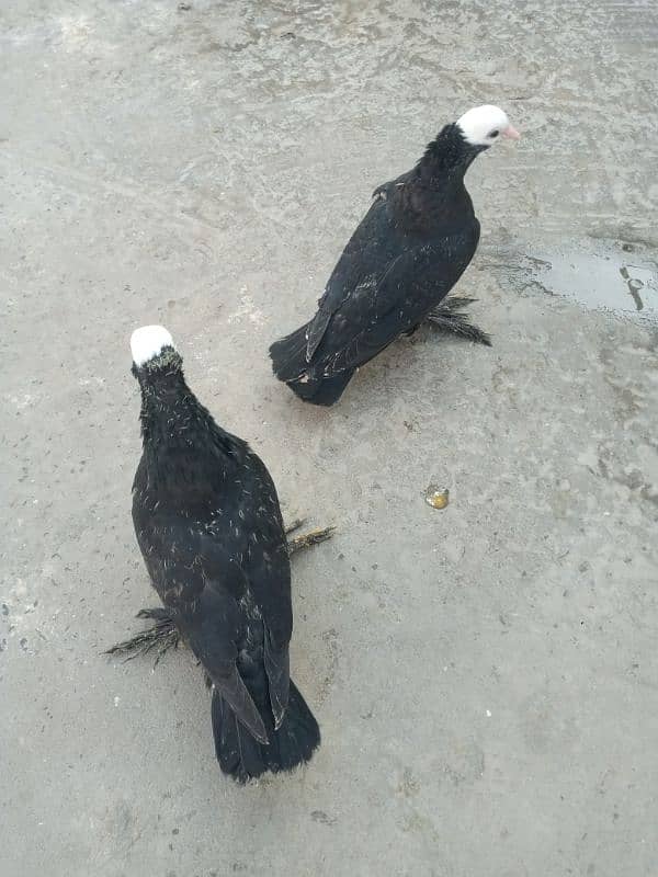 Black mukki all pigeon for sale price 12500 fix detail description mai 1