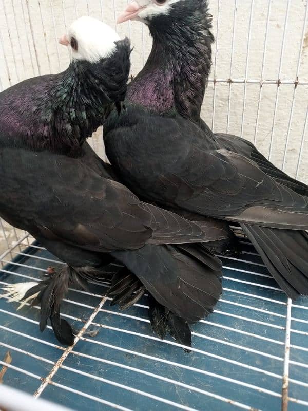 Black mukki all pigeon for sale price 12500 fix detail description mai 2