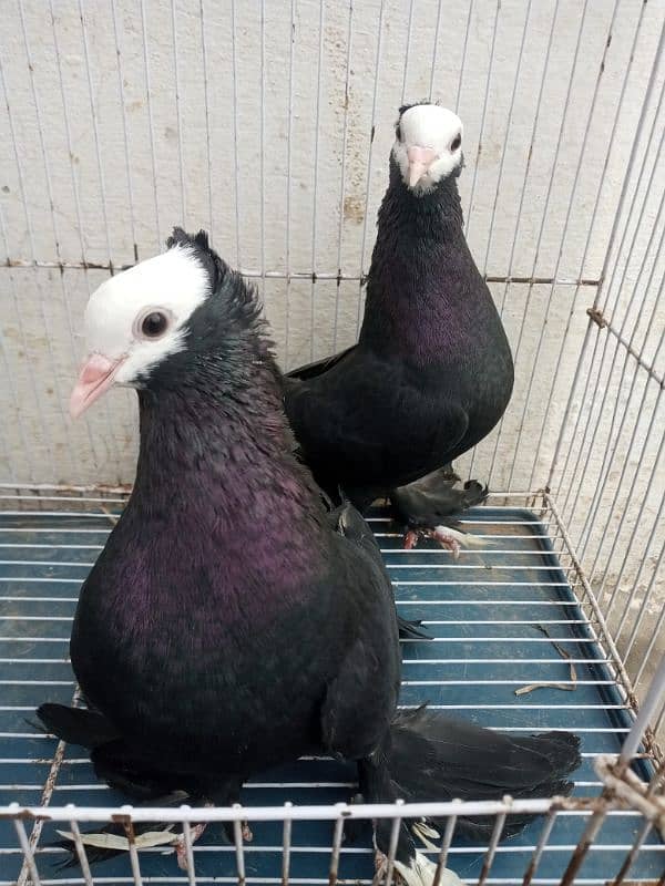 Black mukki all pigeon for sale price 12500 fix detail description mai 3