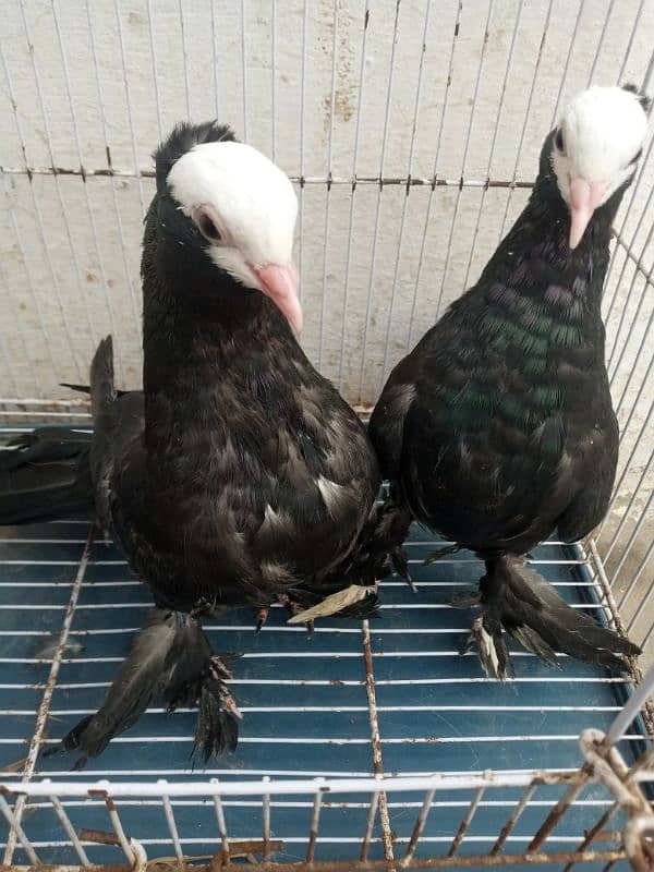 Black mukki all pigeon for sale price 12500 fix detail description mai 4