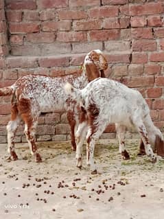 call#03114654159 makhi cheni goat ,2 ltr doodh ,2 kids female