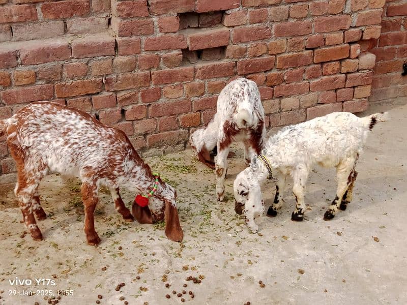 call#03114654159 makhi cheni goat ,2 ltr doodh ,2 kids female 1