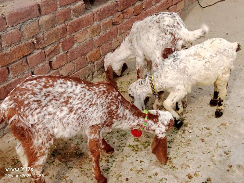 call#03114654159 makhi cheni goat ,2 ltr doodh ,2 kids female 2