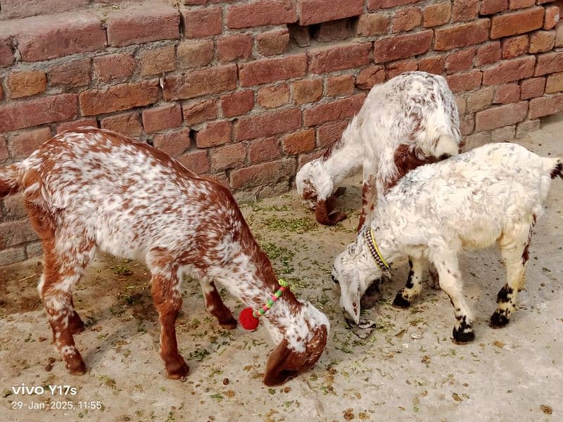 call#03114654159 makhi cheni goat ,2 ltr doodh ,2 kids female 3