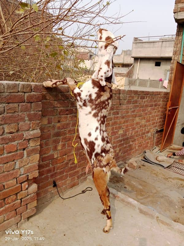 call#03114654159 makhi cheni goat ,2 ltr doodh ,2 kids female 5