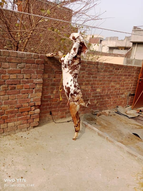 call#03114654159 makhi cheni goat ,2 ltr doodh ,2 kids female 7