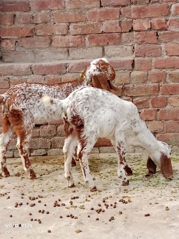 call#03114654159 makhi cheni goat ,2 ltr doodh ,2 kids female 8