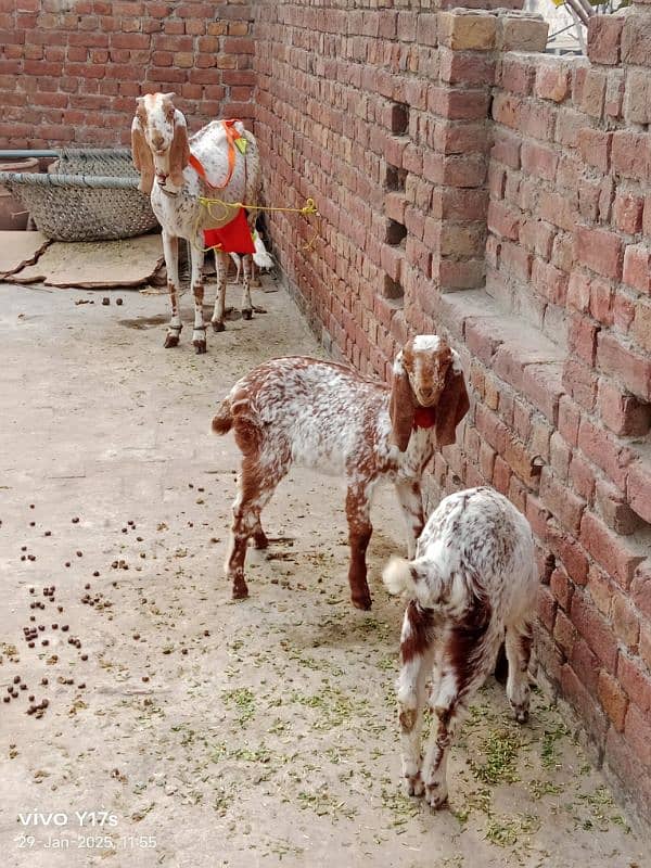 call#03114654159 makhi cheni goat ,2 ltr doodh ,2 kids female 9