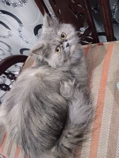 persian female cat