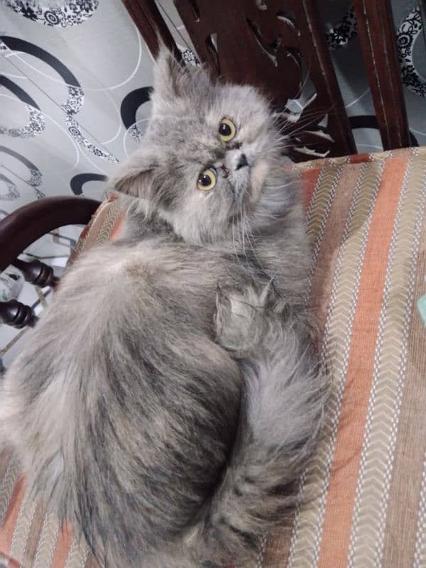 persian female cat 0